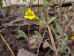 Erythranthe pulsiferae