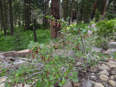 Ribes roezlii roezlii
