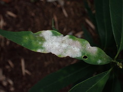Erysiphe uncinuloides