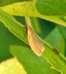 Clepsis clemensiana