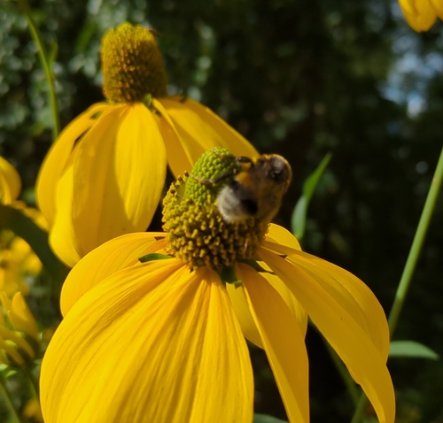 White-tailed Bumble Bee, 1075 VR Amsterdam, Netherlands, photo 9 of 10