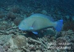 Choerodon schoenleinii