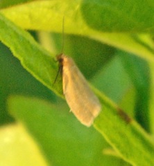 Clepsis clemensiana