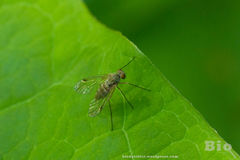 Chrysopilus asiliformis