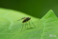 Chrysopilus asiliformis