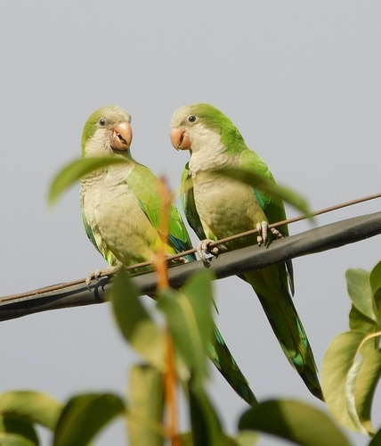 Monk Parakeet (Myiopsitta monachus)