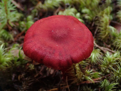 Cortinarius rubripurpuratus
