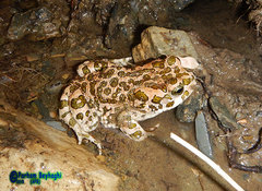 Bufotes viridis sitibundus