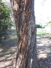 Eucalyptus microcorys