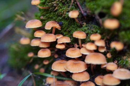 Xeromphalina campanella