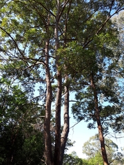 Eucalyptus microcorys