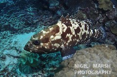 Epinephelus polyphekadion