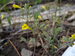 Erythranthe pulsiferae