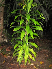 Dracaena fragrans