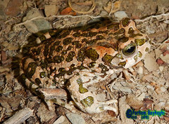 Bufotes viridis sitibundus