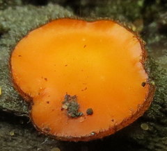 Scutellinia