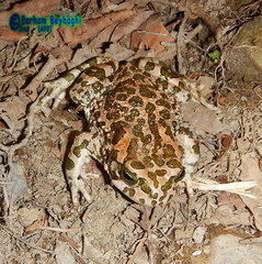 Bufotes viridis sitibundus