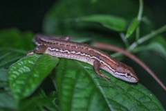 Japanese Grass Lizard photo 1