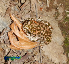 Bufotes viridis sitibundus