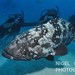 Malabar Grouper - Photo (c) Nigel Marsh, some rights reserved (CC BY-NC), uploaded by Nigel Marsh