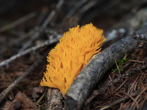 Calocera viscosa