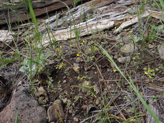 Erythranthe pulsiferae