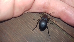 Carabus convexus