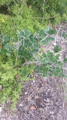 Dovyalis rotundifolia