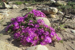 Drosanthemum