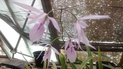 Encyclia adenocaula