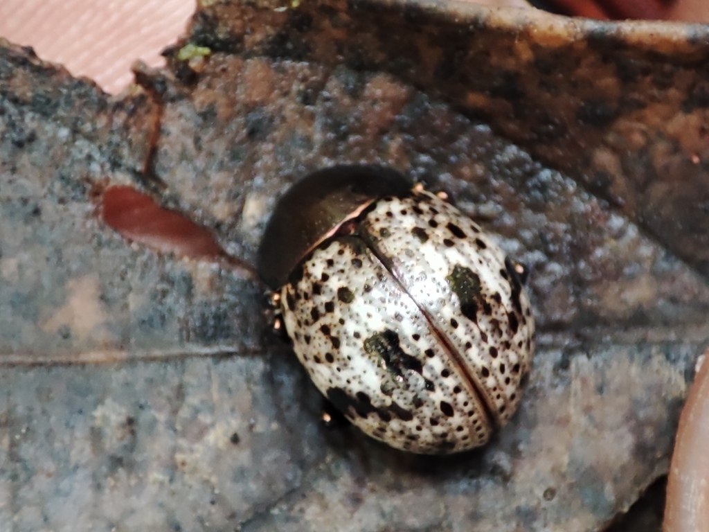 Leptinotarsa dohrni