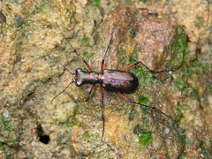 Heptodonta posticalis