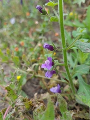 Sairocarpus nuttallianus
