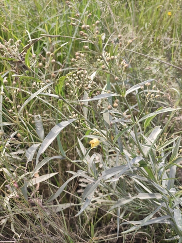 Image of Lysimachia davurica by (c) Юлия, some rights reserved (CC BY)