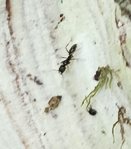 Asian Needle Ant photo 5