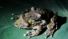 Scinax garbei