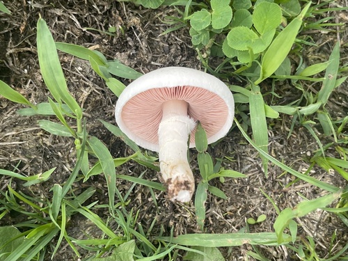 Agaricus