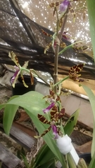 Oncidium reichenheimii