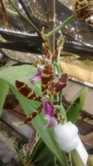 Oncidium reichenheimii