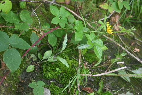 Llanwrtyd hawkweed (Hieracium subminutidens)