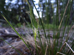 Carex multicaulis
