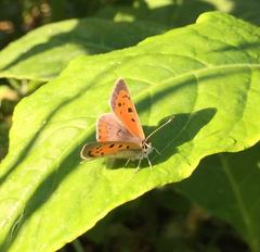 Lycaena phlaeas hypophlaeas