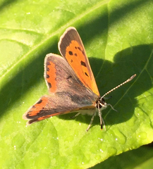Lycaena phlaeas hypophlaeas