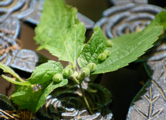 Celticecis celtiphyllia