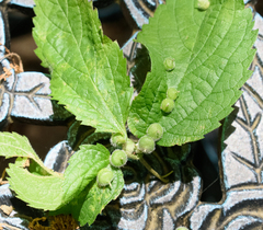 Celticecis celtiphyllia