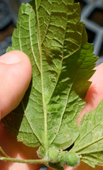 Celticecis celtiphyllia