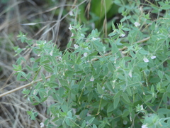 Acmispon americanus americanus