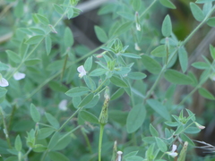 Acmispon americanus americanus
