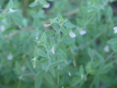Acmispon americanus americanus
