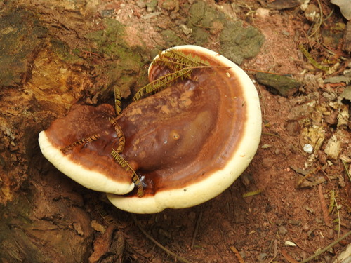 Ganoderma resinaceum